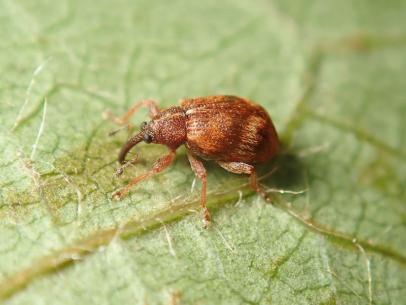 Curculionidae: Anthonomus pedicularius ?... Anthonomus conspersus